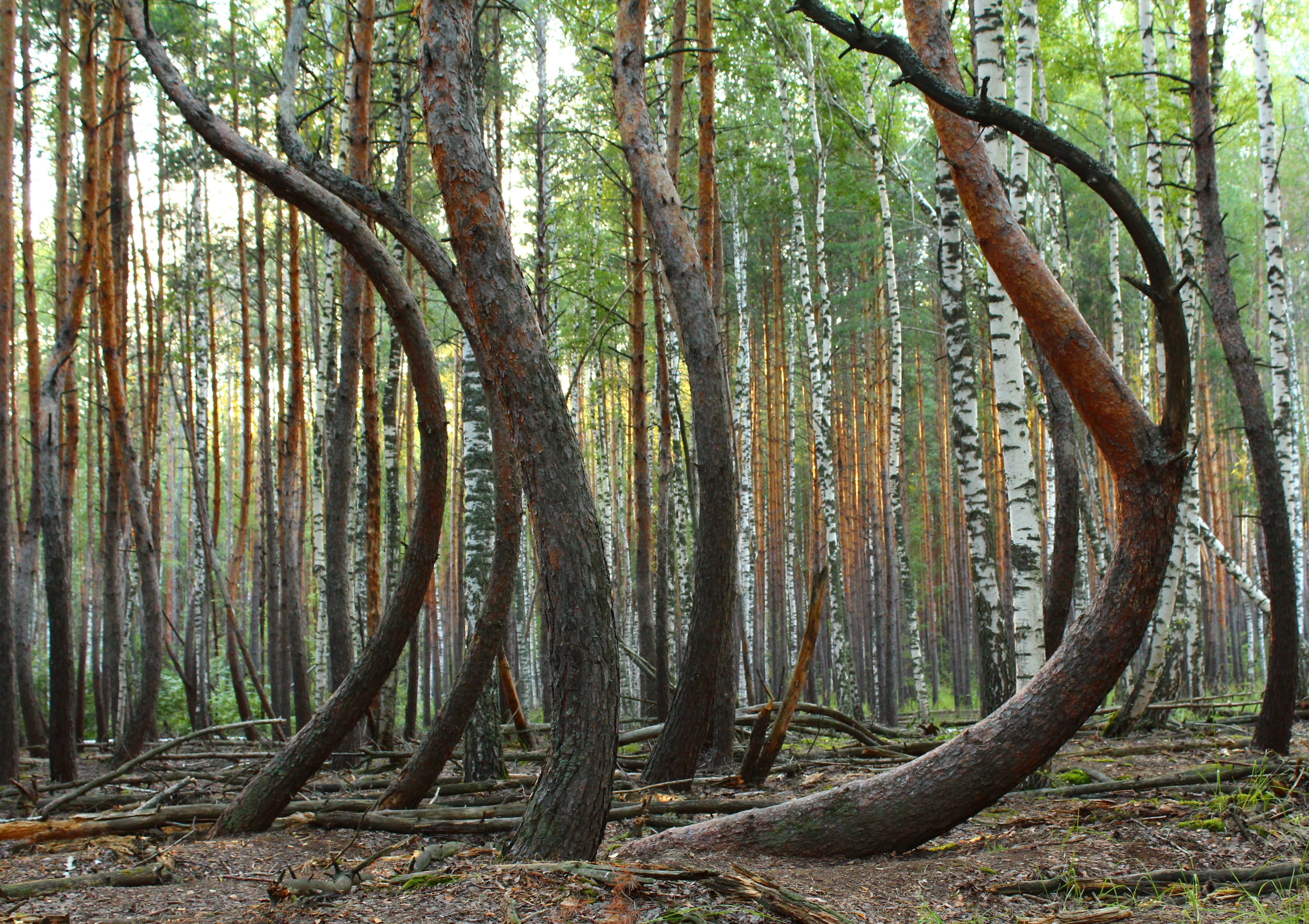 Arbres courbés